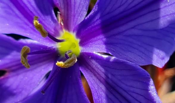 Aristea bakeri flower centre